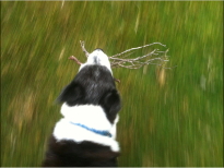 A short lecture on sticks. 2014
